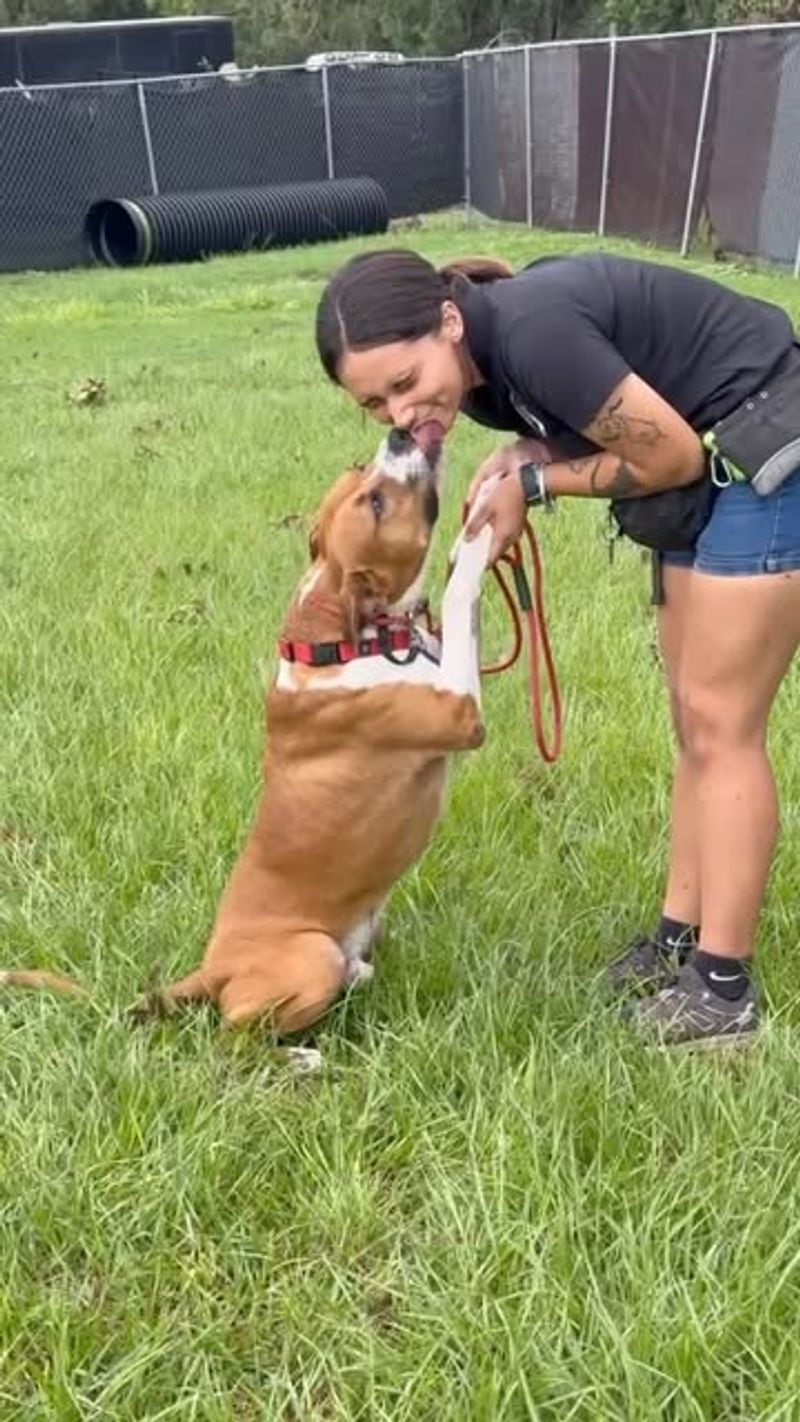 Boxer