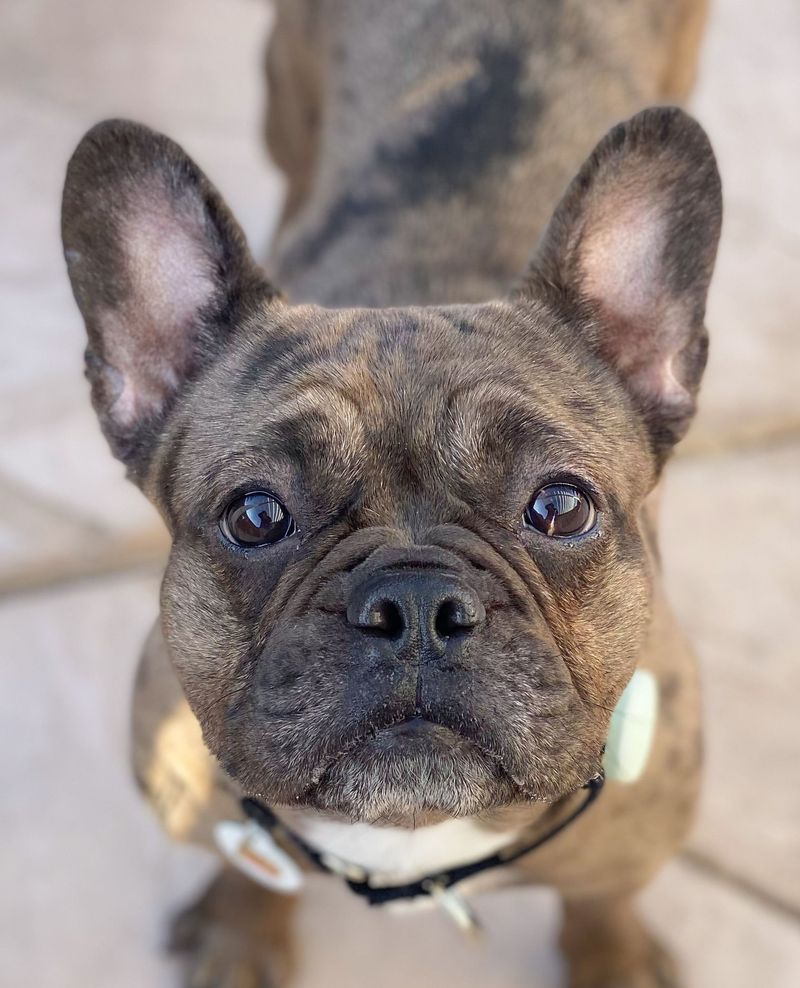 French Bulldog