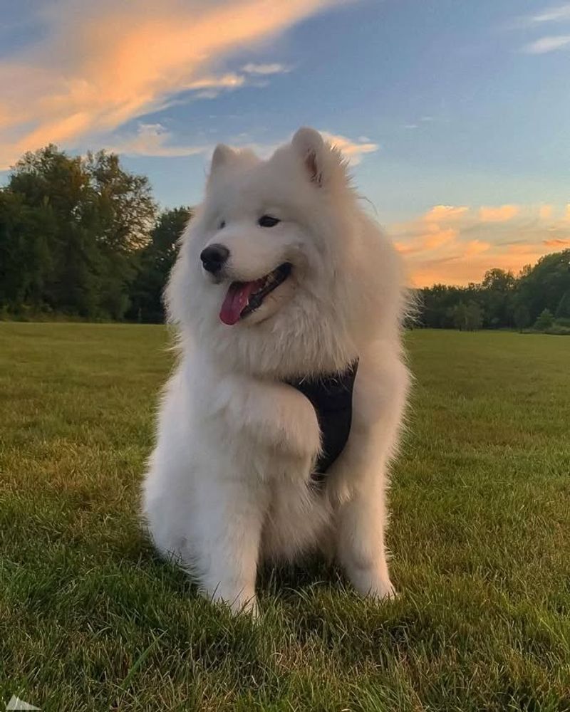 Samoyed