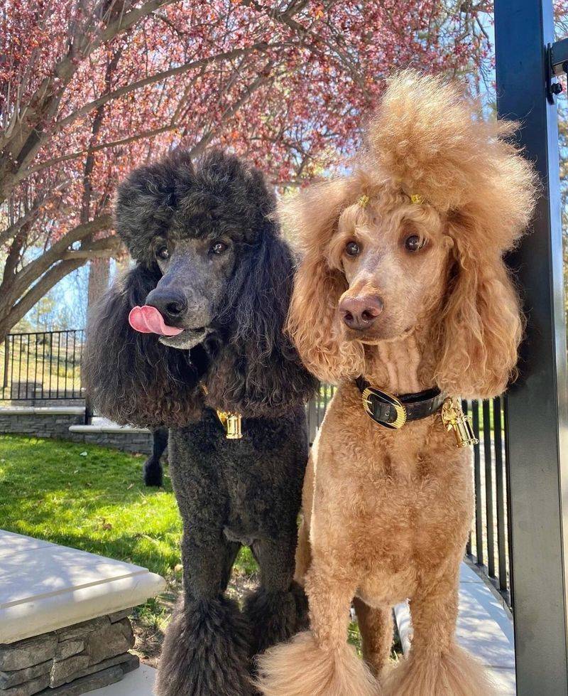 Poodle
