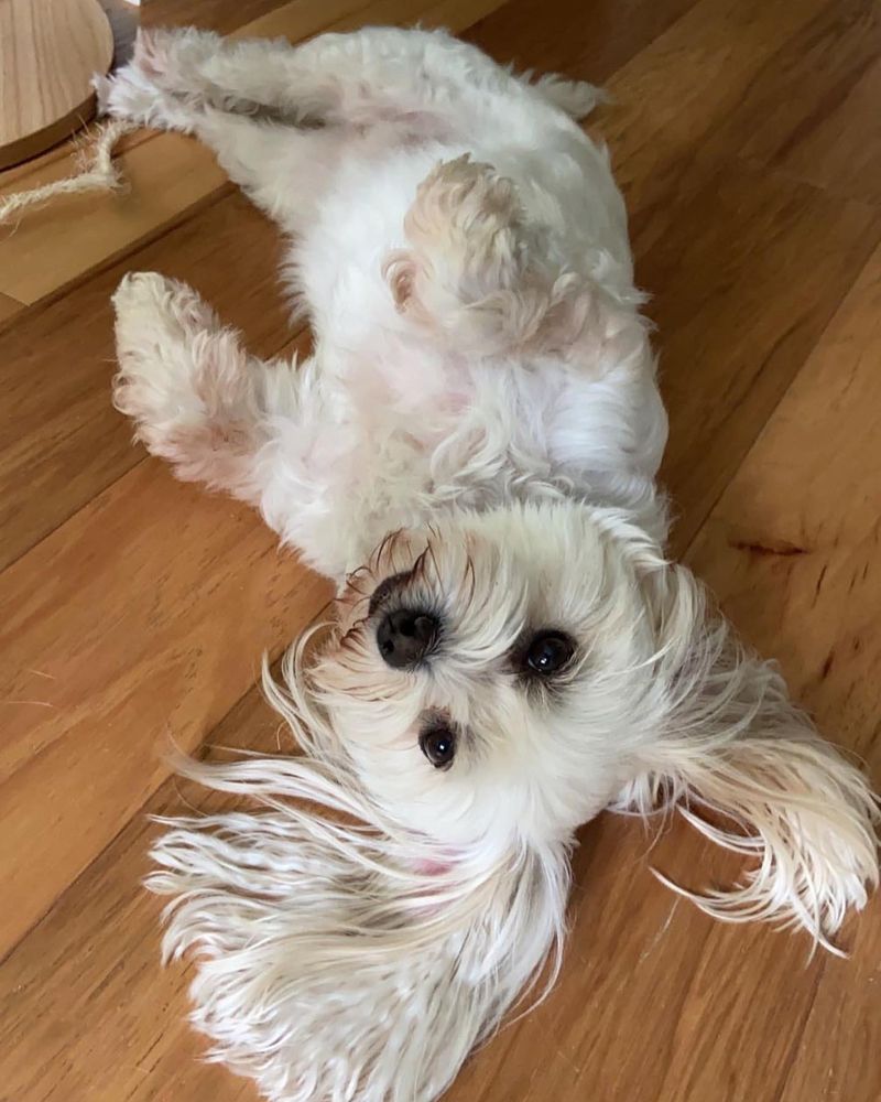 Maltese