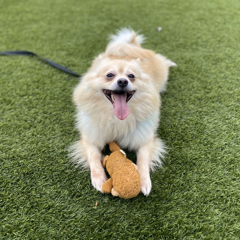 Pomeranian