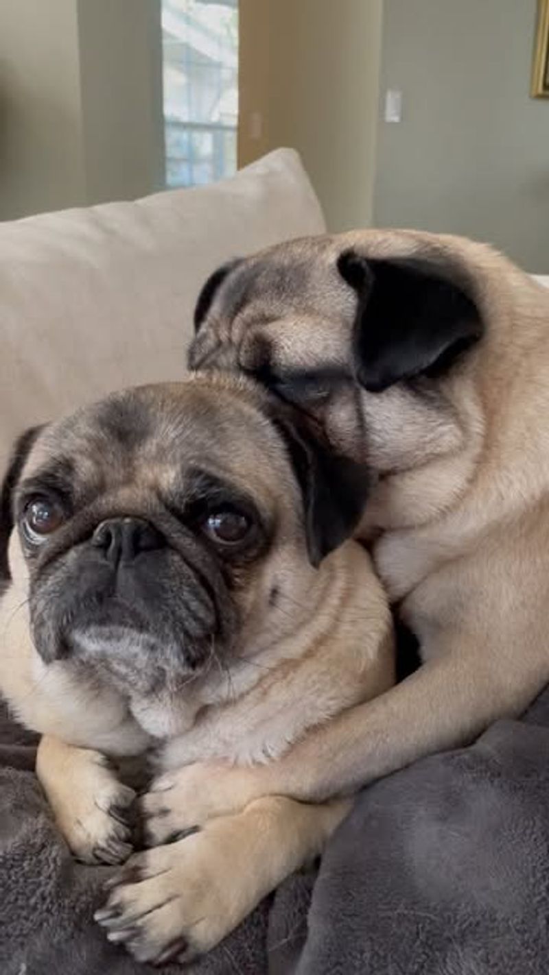 Pug