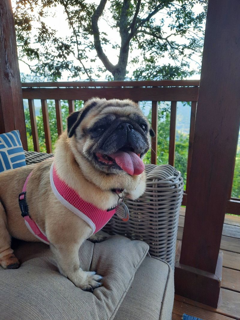 Pug