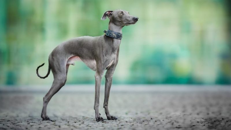 Italian Greyhound