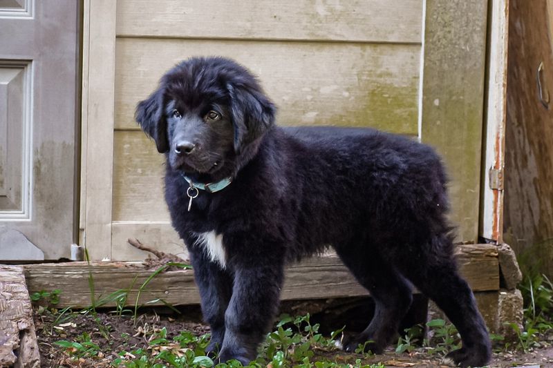 Newfoundland