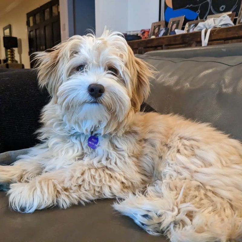 Havanese