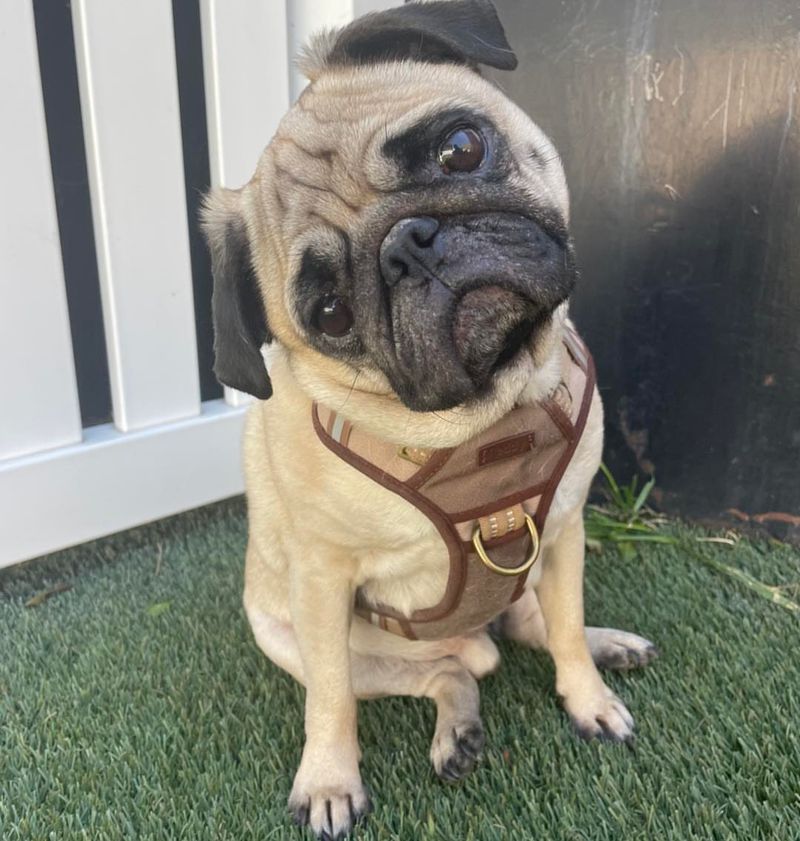 Pug