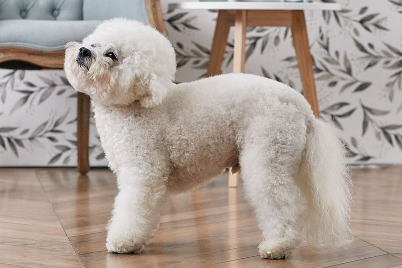 Bichon Frise small dog for apartment living