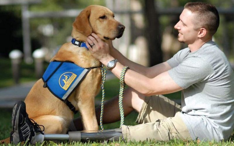 Emotional Support Bonding