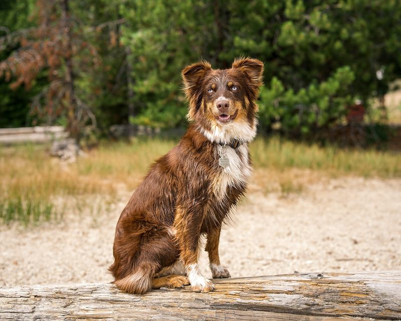 Australian Shepherd