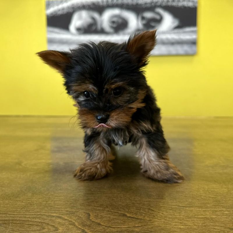 Yorkshire Terrier