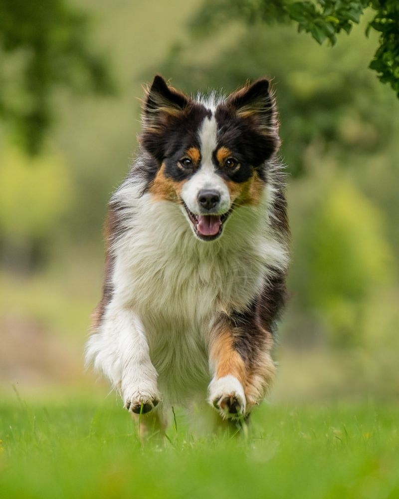Australian Shepherd