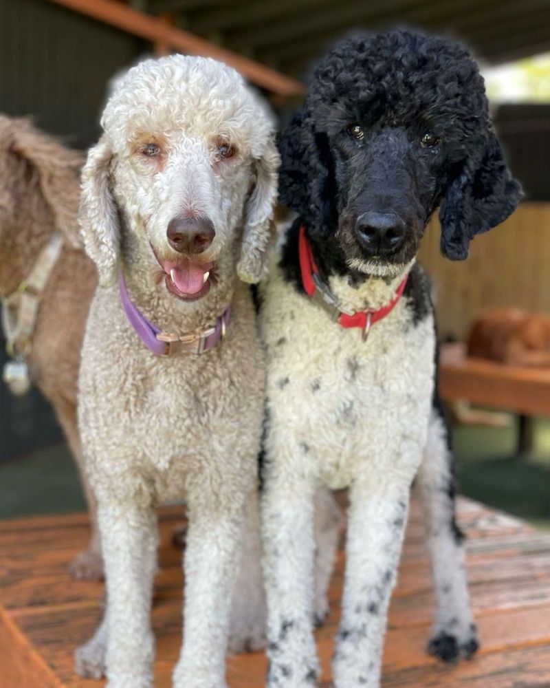 Poodle