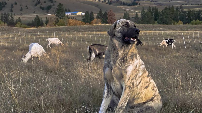 Anatolian Shepherd