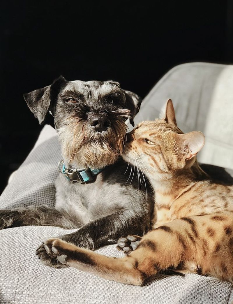 Miniature Schnauzer