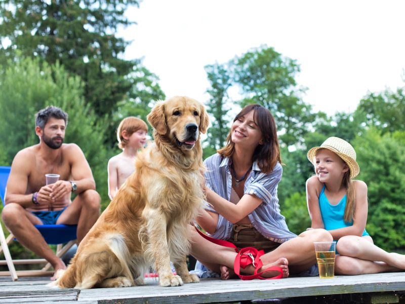 Golden Retriever