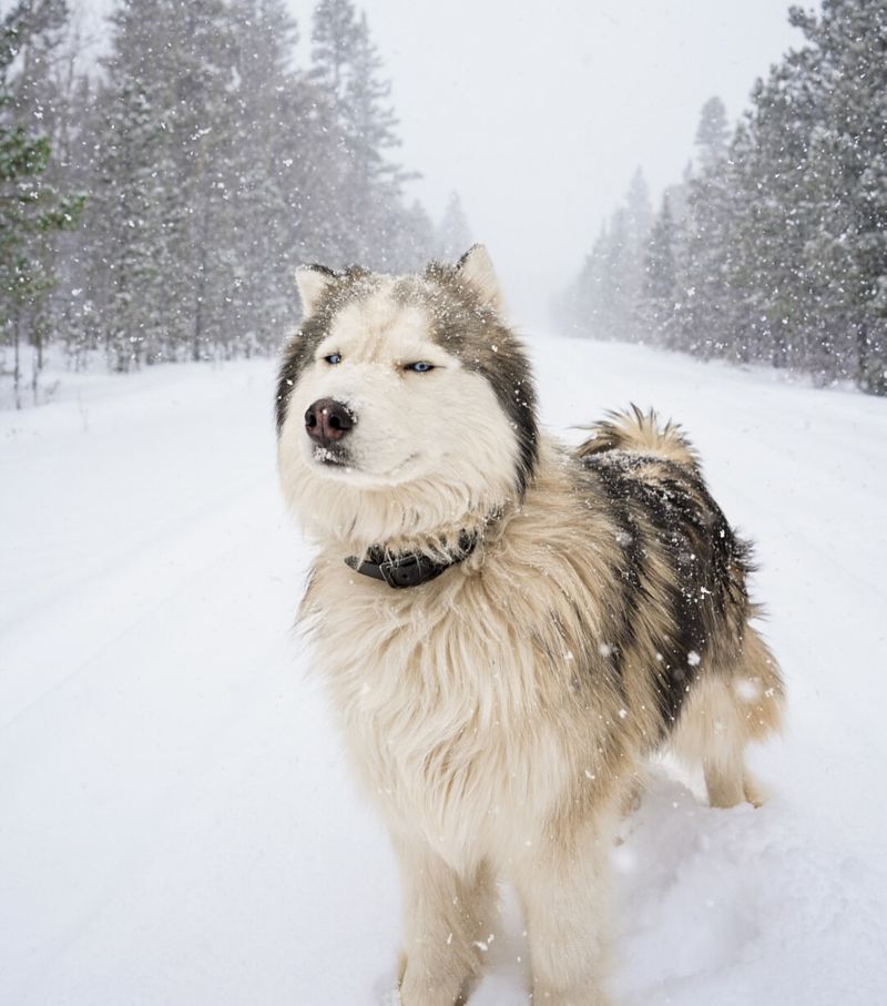 Siberian Husky