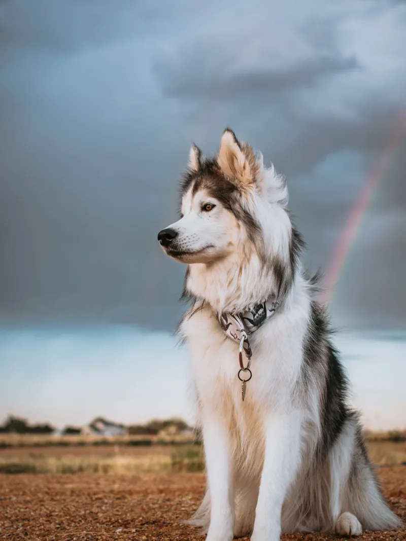 Siberian Husky