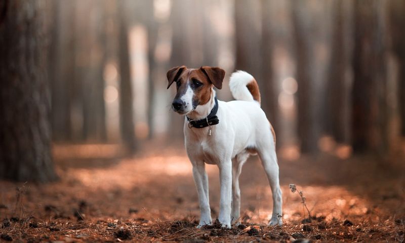 Smooth Fox Terrier
