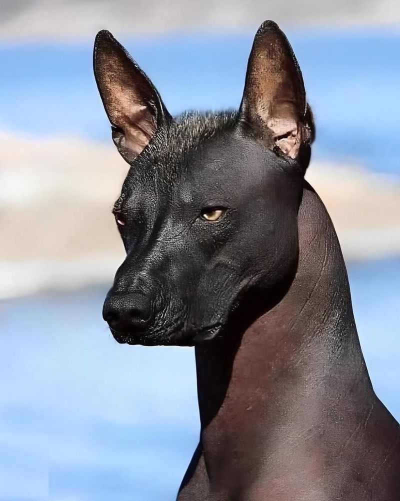 Xoloitzcuintli