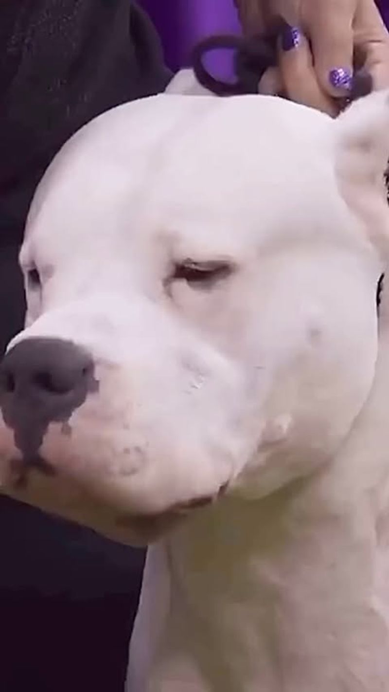Dogo Argentino