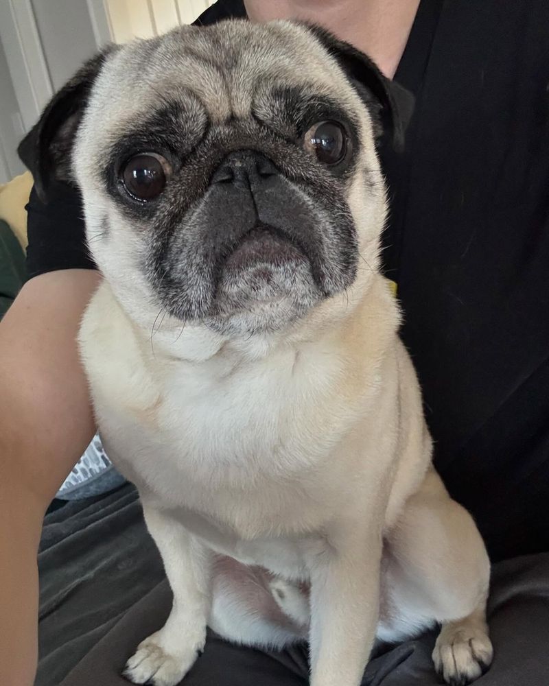 Pug