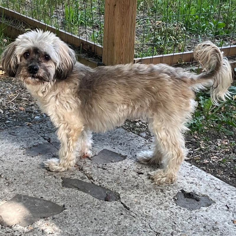 Havanese