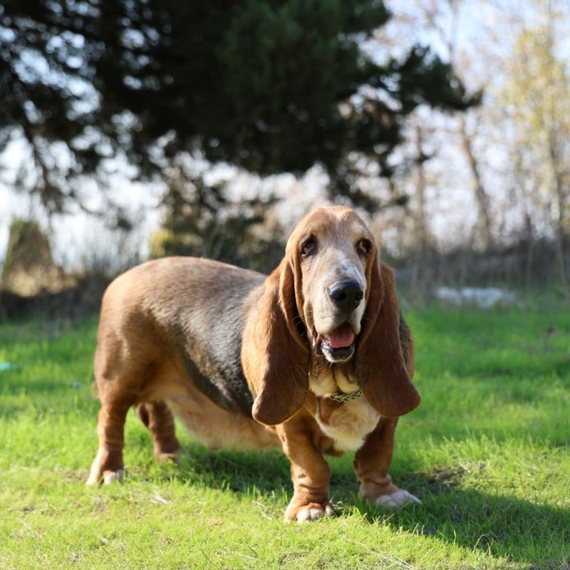 Basset Hound