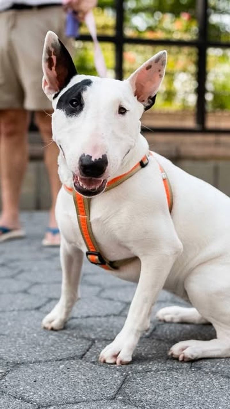 English Bull Terrier