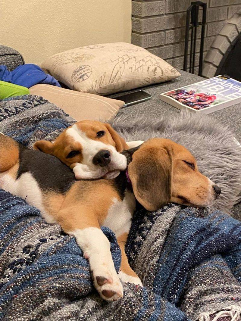 Beagle