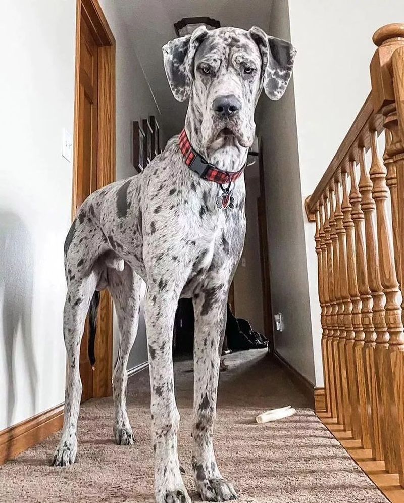 Great Dane