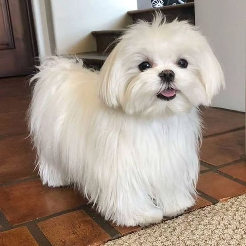 Maltese