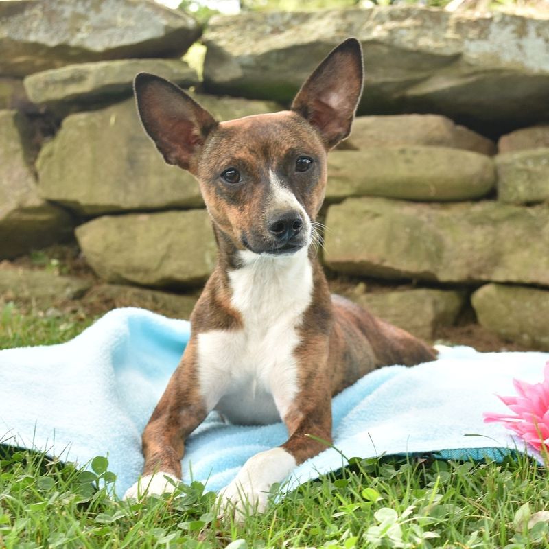 Rat Terrier