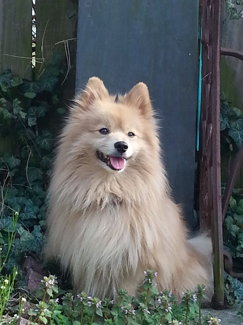 Pomeranian