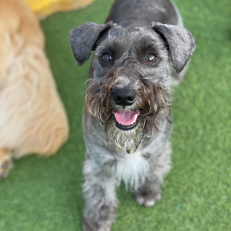 Miniature Schnauzer