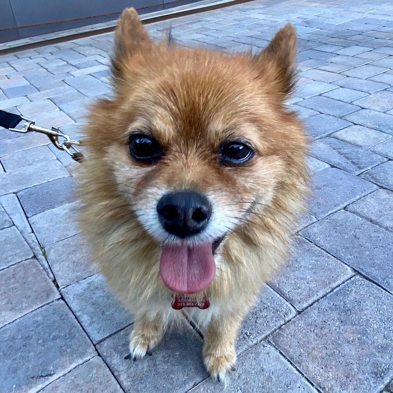 Pomeranian
