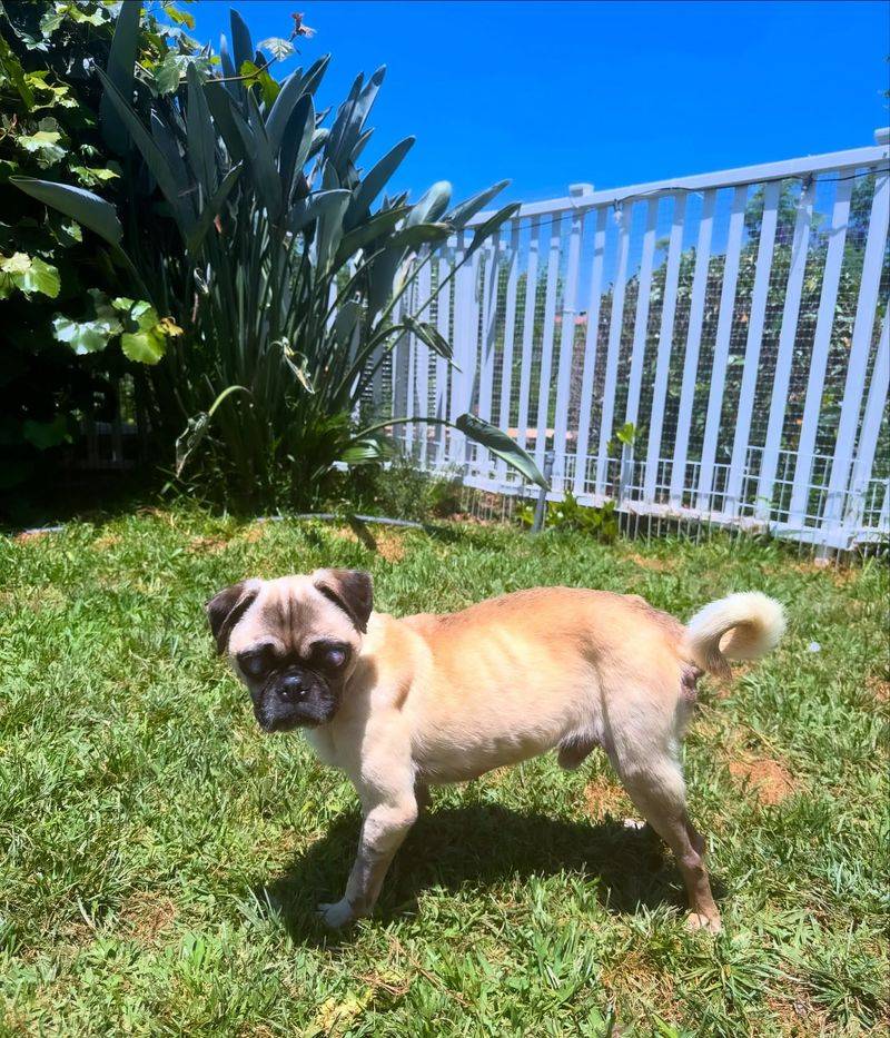 Pug
