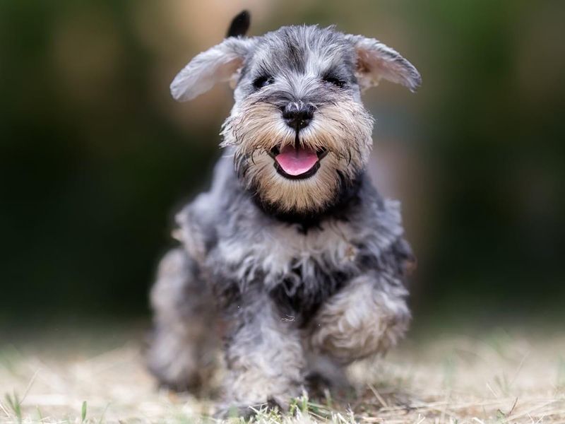 Miniature Schnauzer