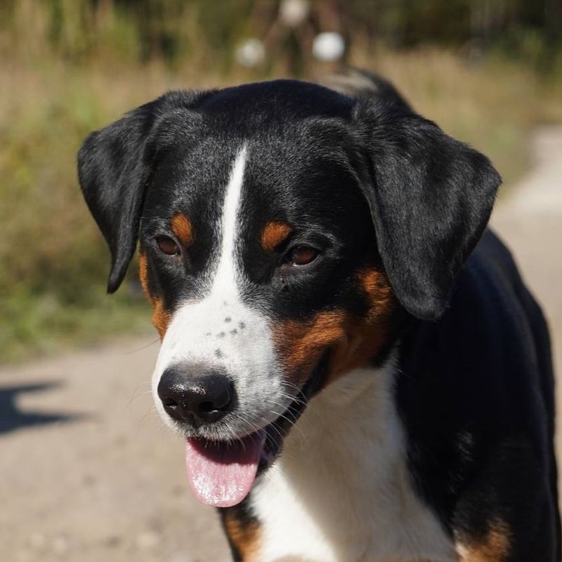 Appenzeller Sennenhund