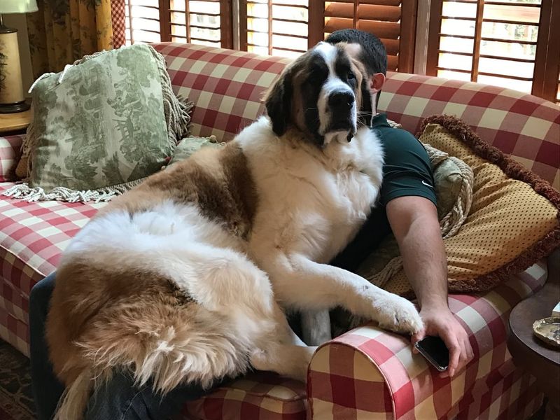 Saint Bernard