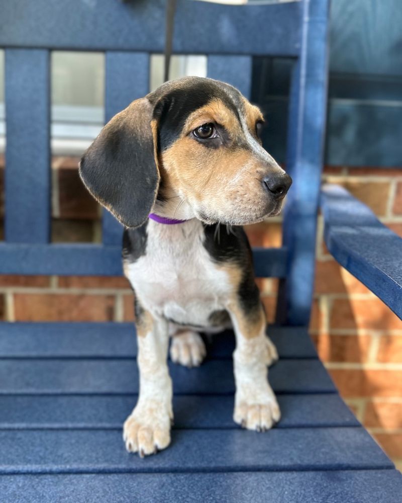 Beagle