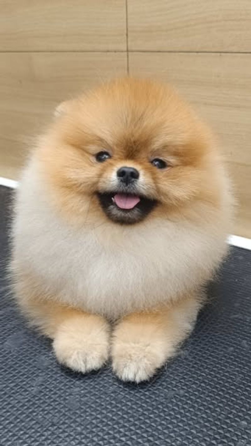 Pomeranian