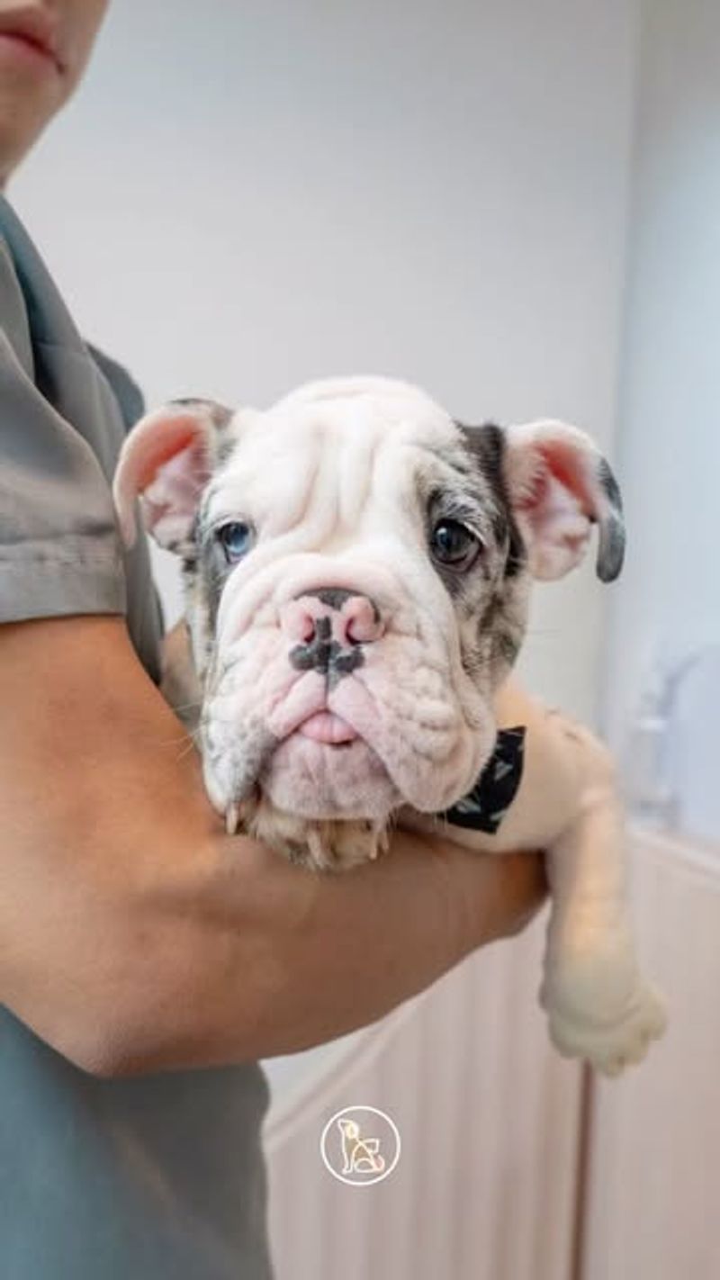 Bulldog