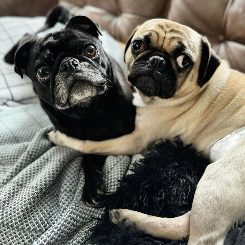 Pug