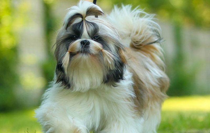 Shih Tzu