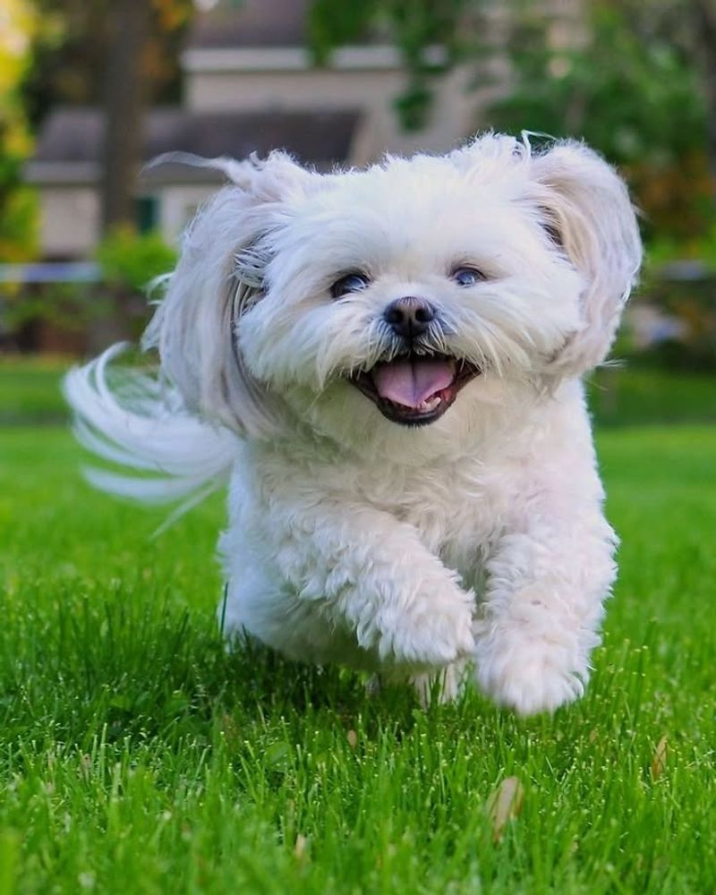 Shih Tzu