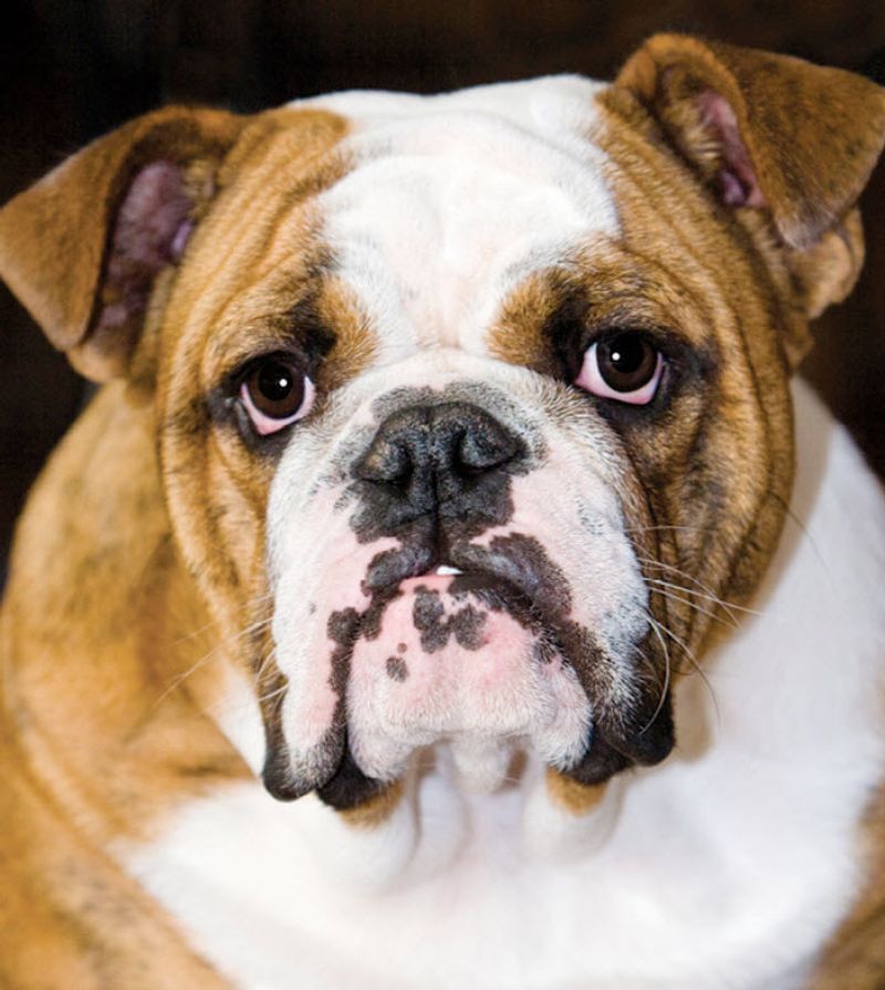English Bulldog