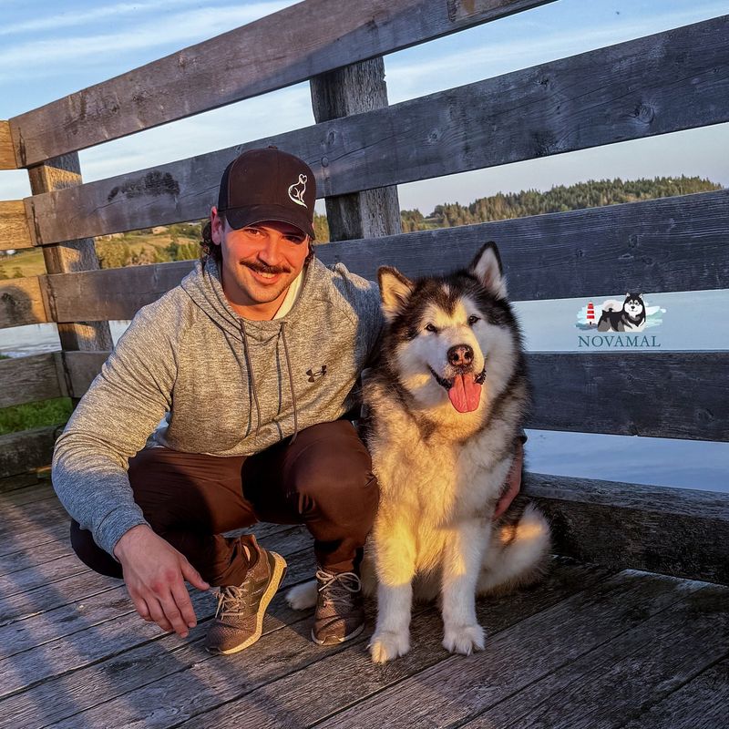 Alaskan Malamute