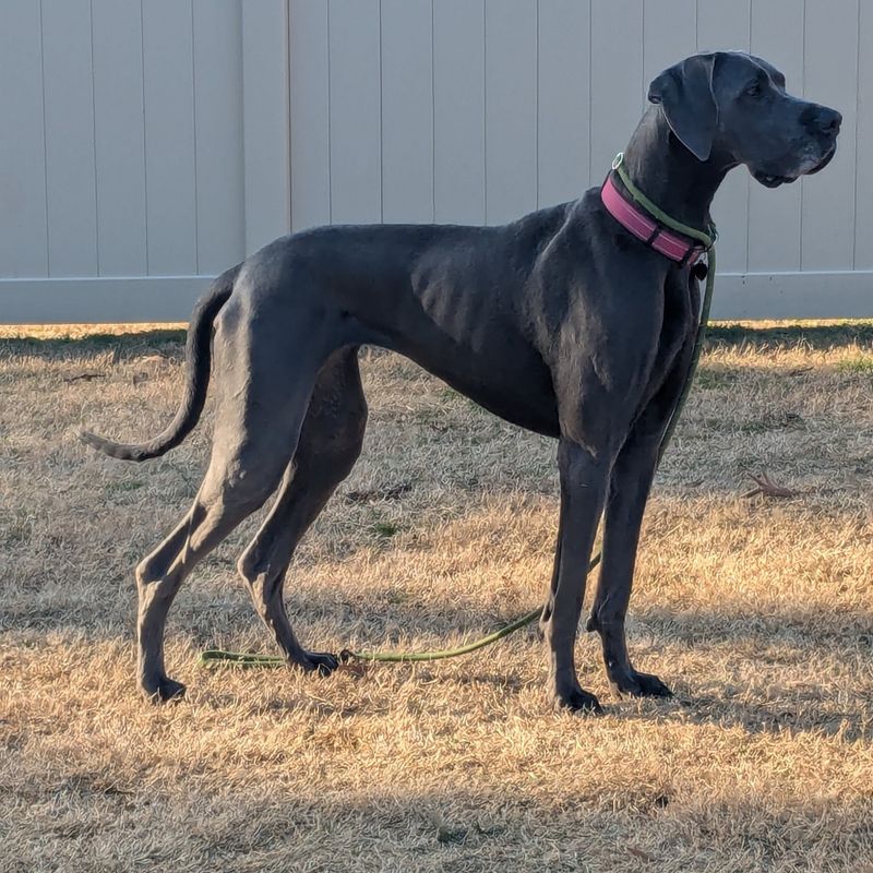 Great Dane